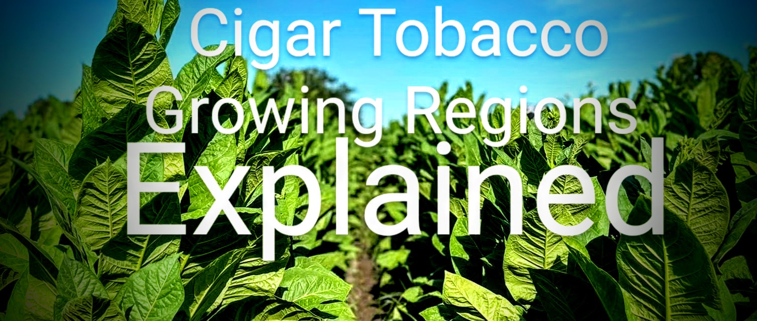 coffee with tobacco On Pairing Cigars and Coffee (with Delicia Silva) • The Gentleman's Flavor coffee with tobacco On Pairing Cigars and Coffee (with Delicia Silva) • The Gentleman's Flavor