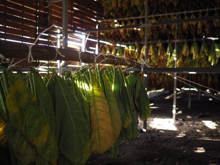 full tobacco leaf Types of Cigar Tobacco Leaves – Klaro Cigars